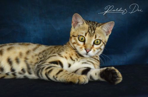 chat bengal